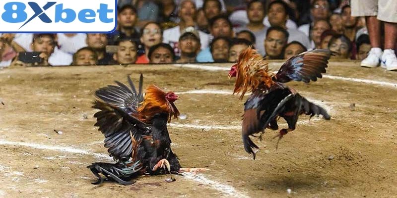 Đá gà 8xbet với sự hỗ trợ đắc lực từ chiếc cựa sắt