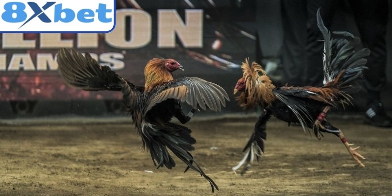 Thông tin chung cho người mới về môn chọi kê trực tuyến
